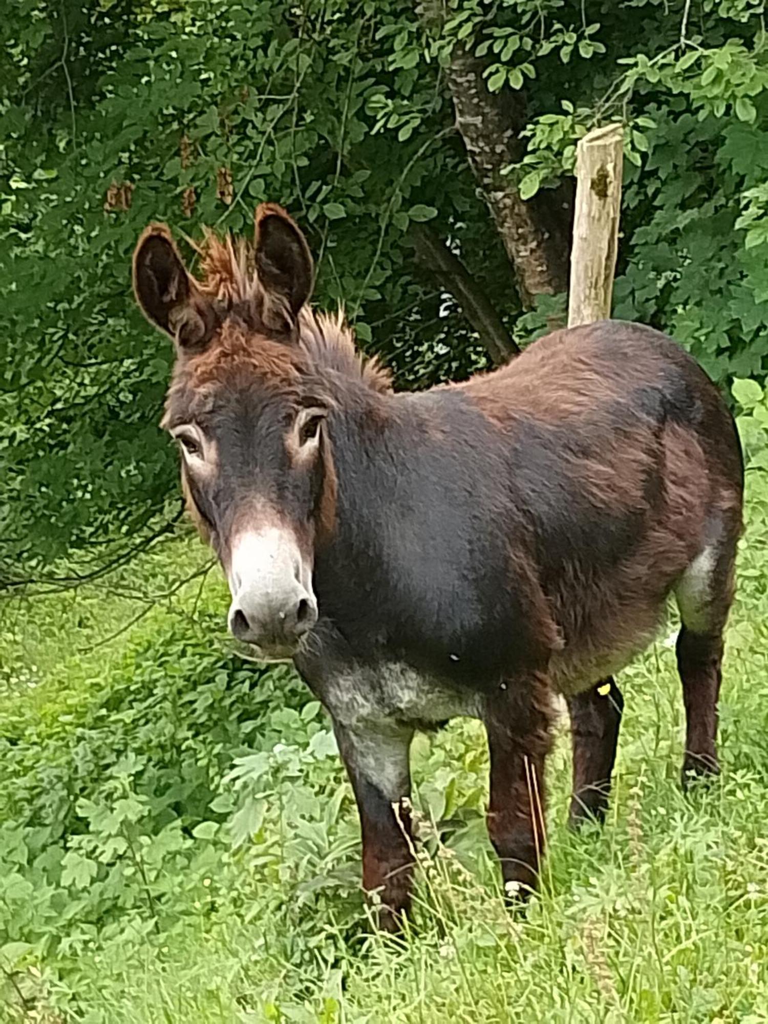 Agriturismo La Casa Nei Boschi Colderu Kültér fotó